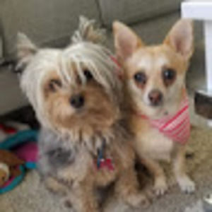 Meet your Posher, Bibi